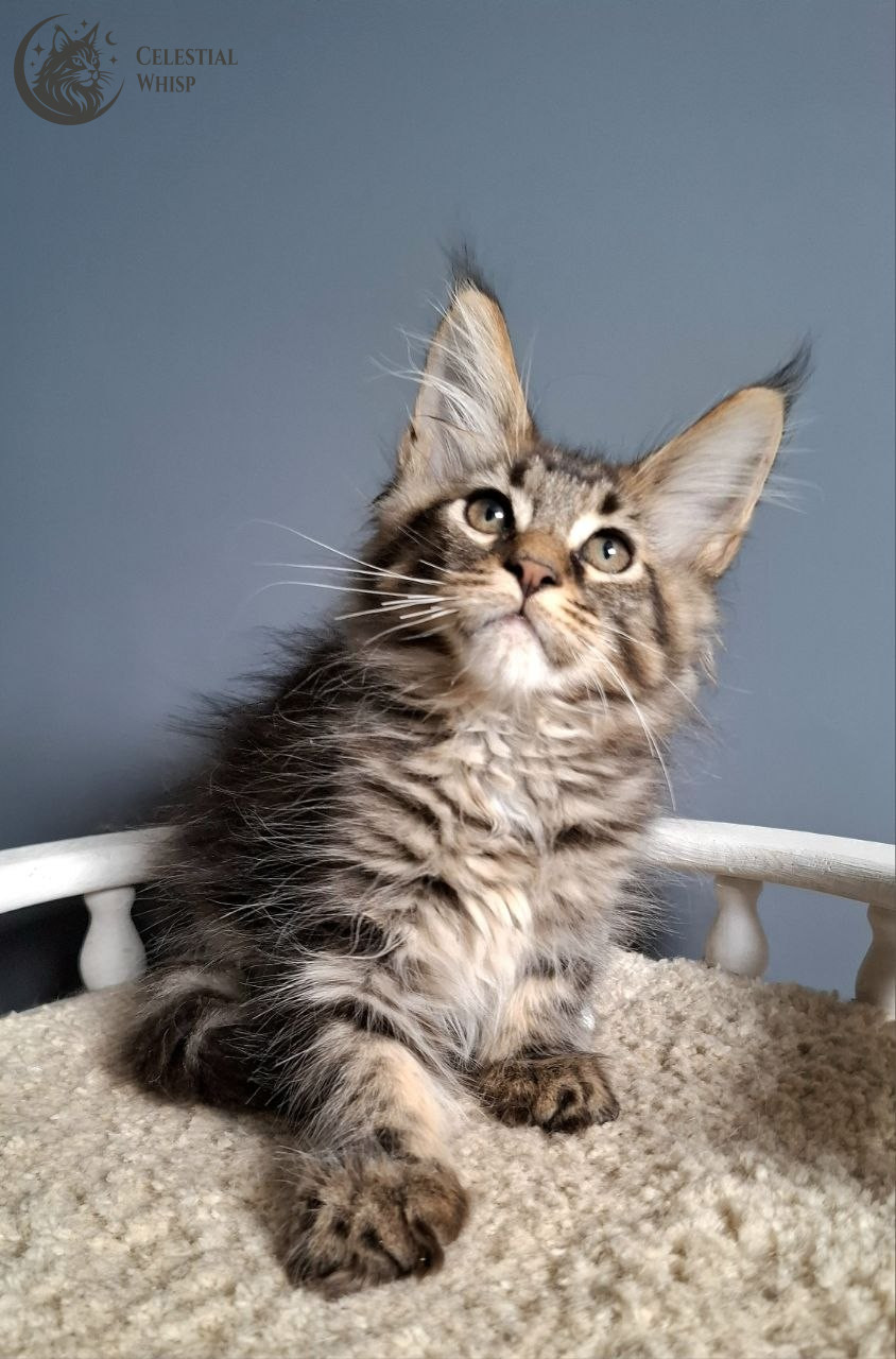 Eli