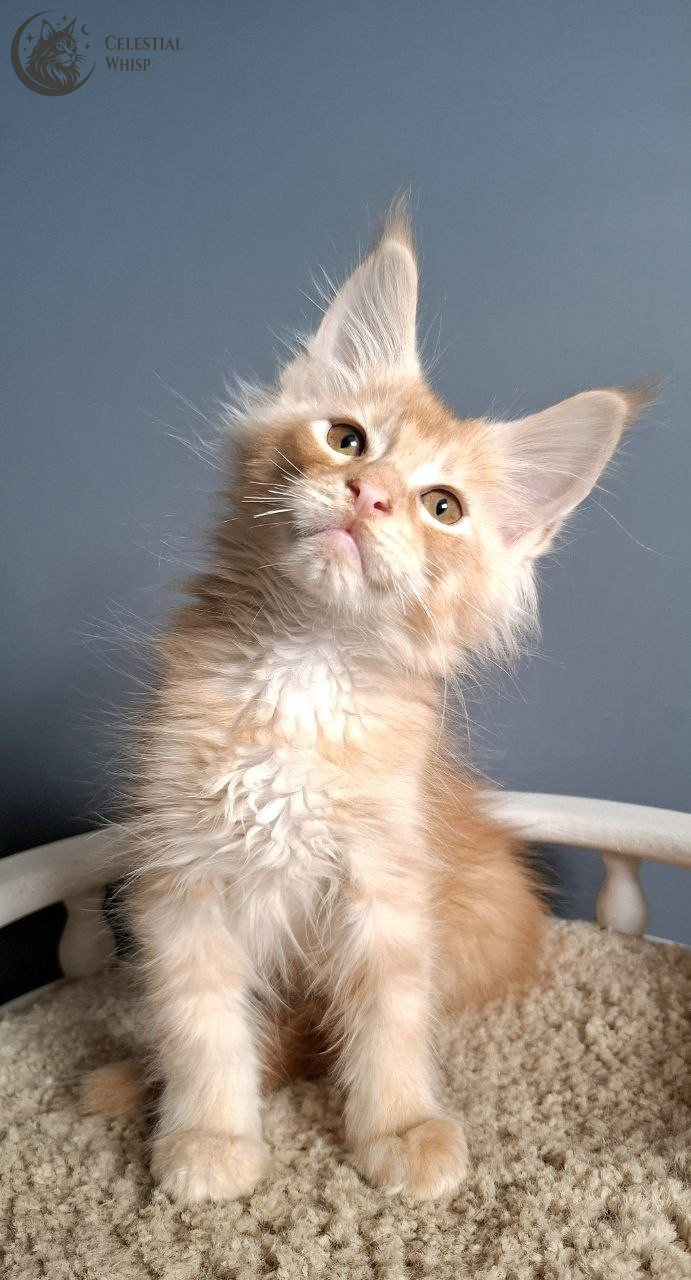 Eli
