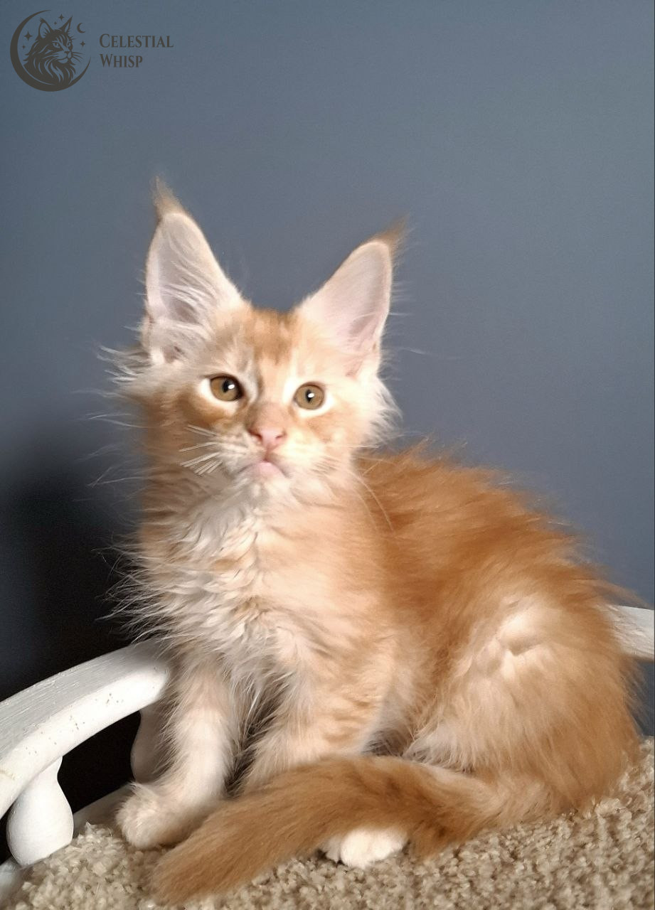 Eli